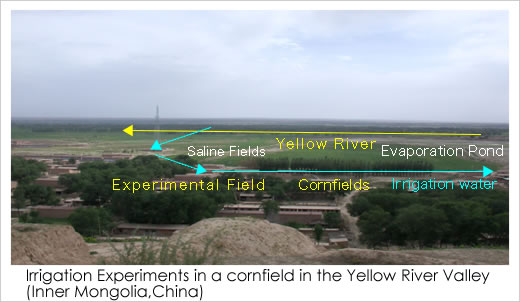  Irrigation Experiments in a cornfield in the Yellow River Valley