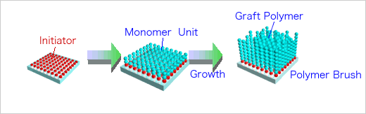 Polymer Brushes