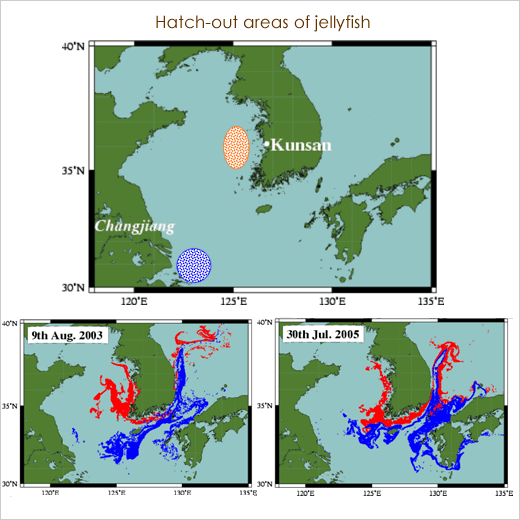 Hatch-out areas of jellyfish