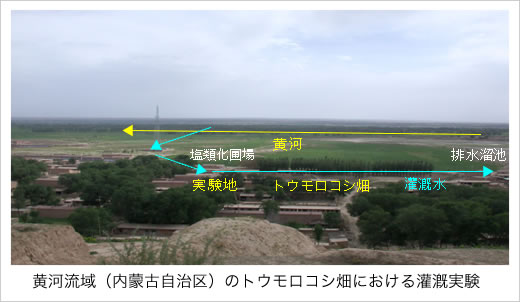 黄河流域（内蒙古自治区）のトウモロコシ畑における灌漑実験