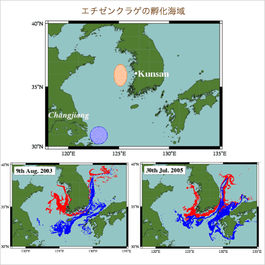 エチゼンクラゲの分布